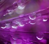 Raindrops Inside A Purple Flower_00486
